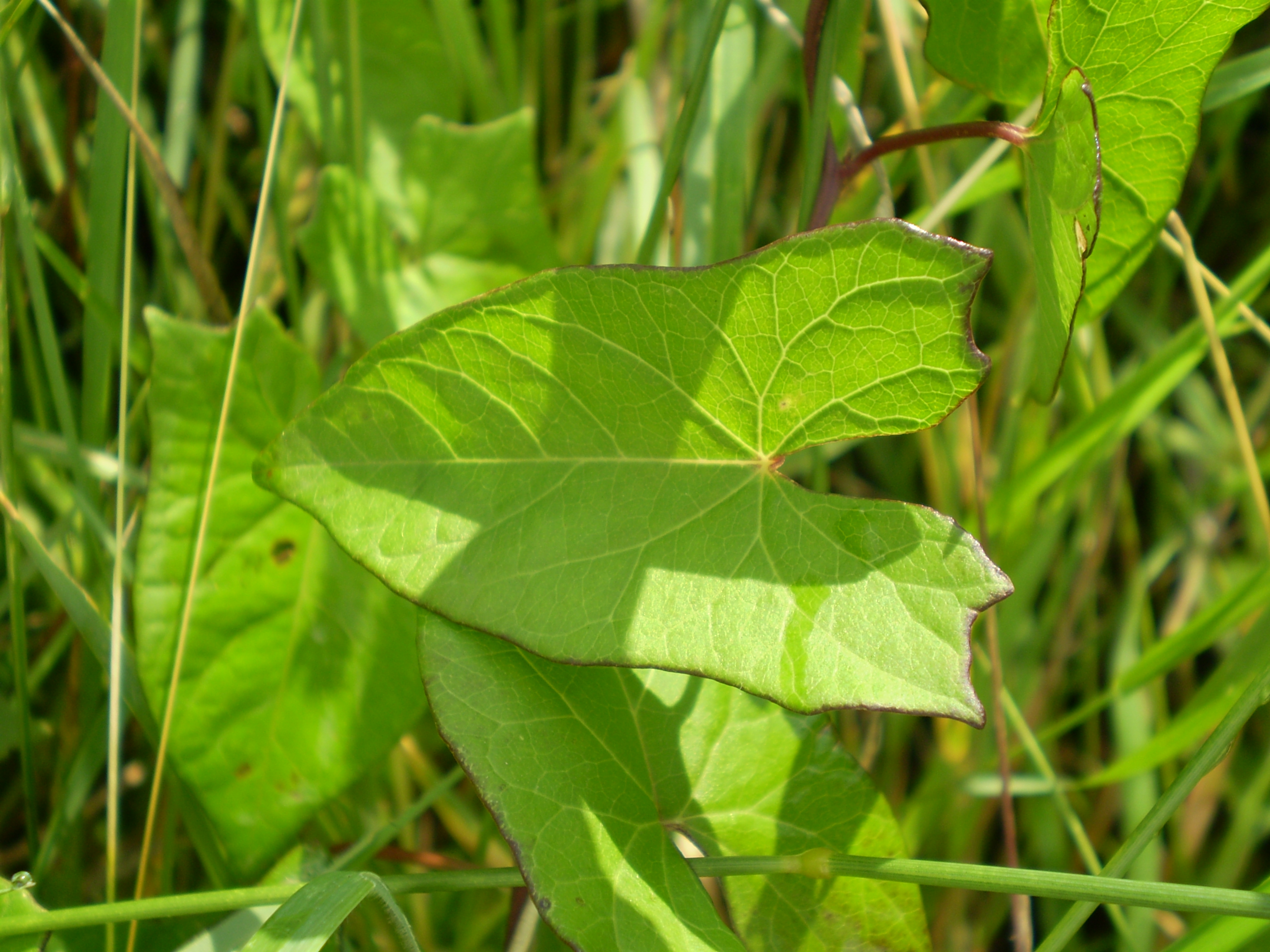 larger bindweed
